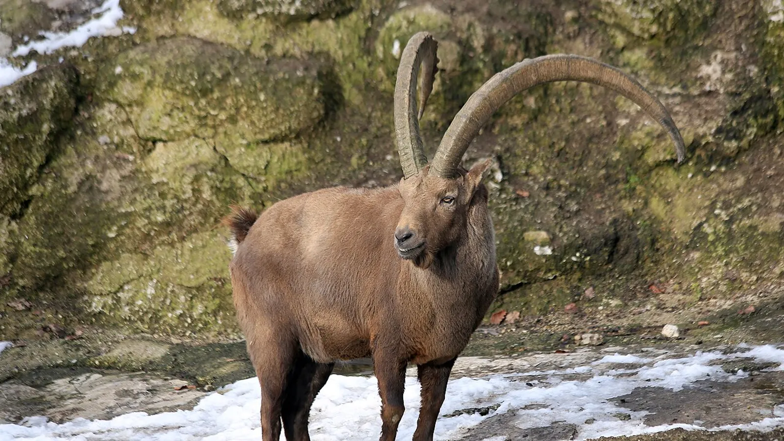 Alpine ibex (Capra ibex)