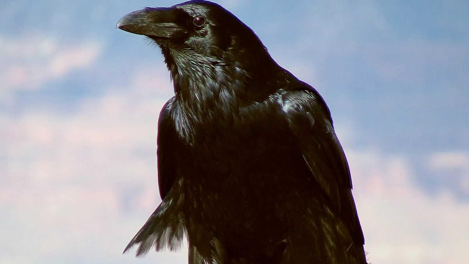 Corvo imperiale (Corvus corax)