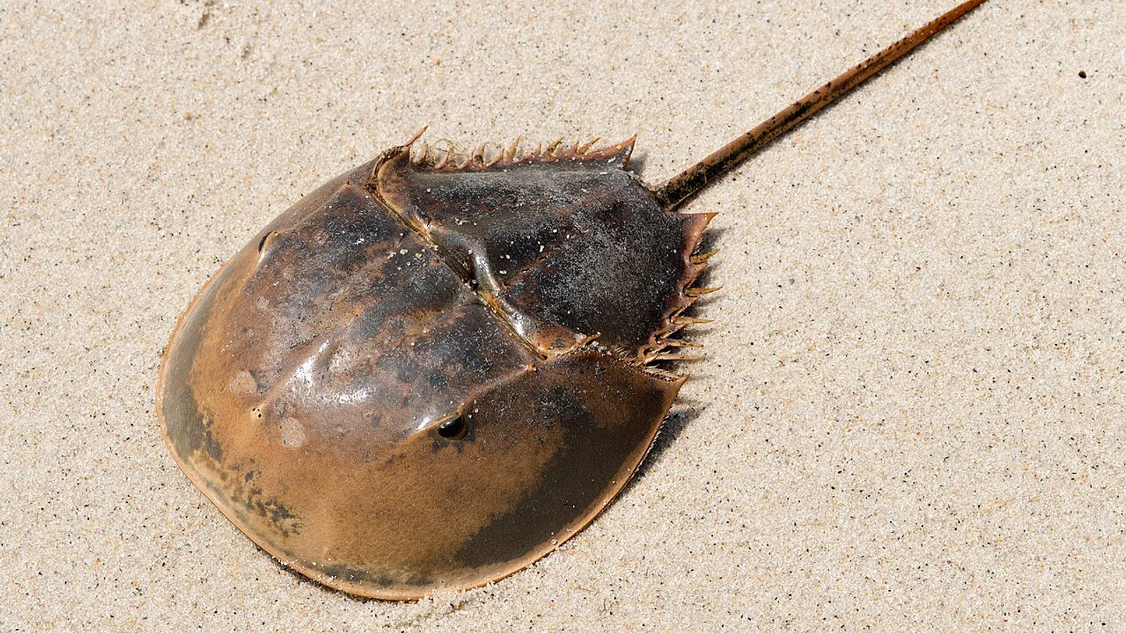Limulo (Limulus polyphemus)