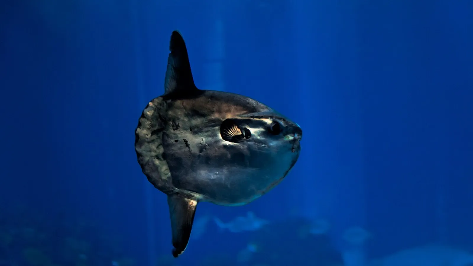 Ocean sunfish (Mola mola)