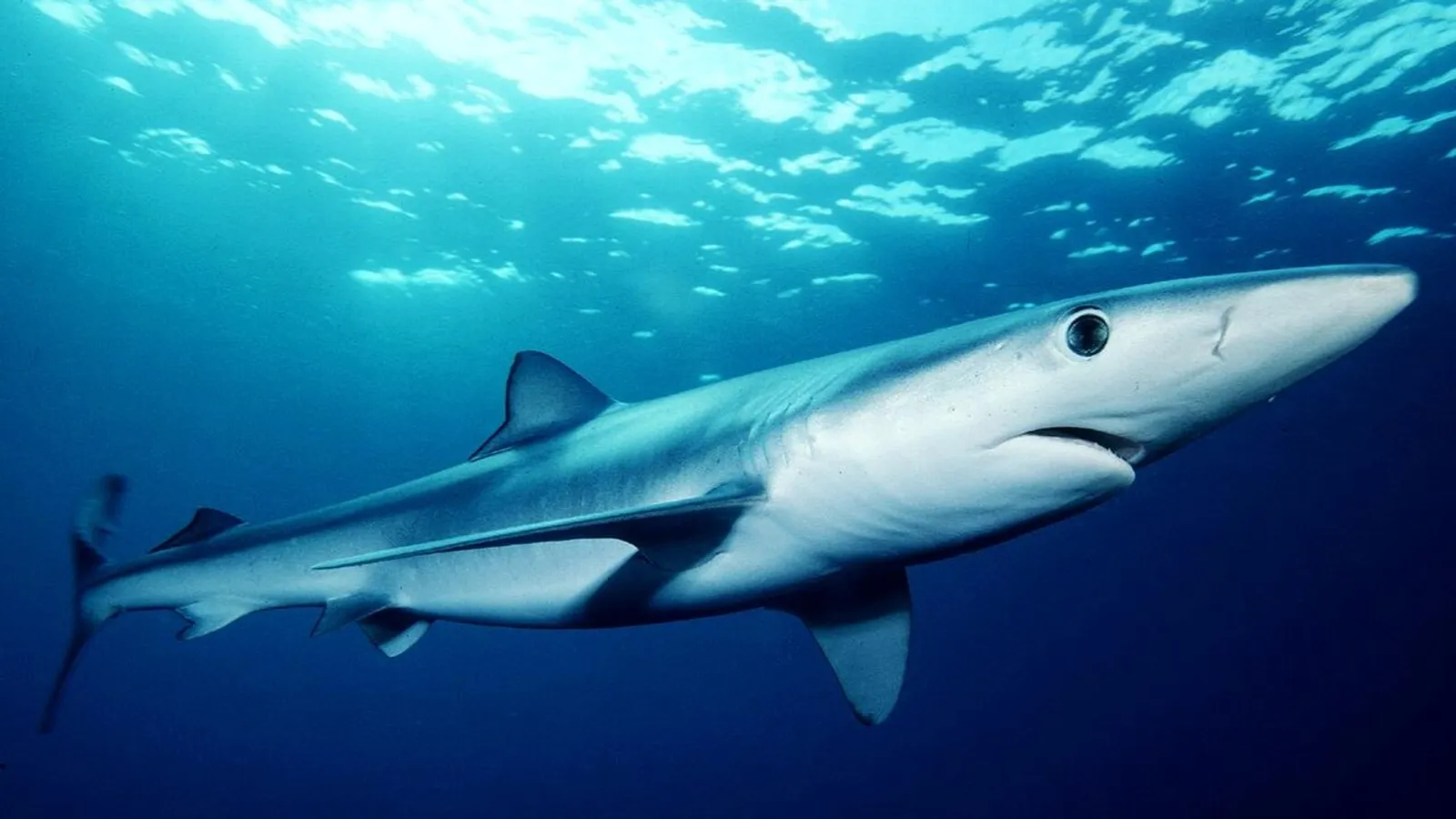 Blue shark (Prionace glauca)