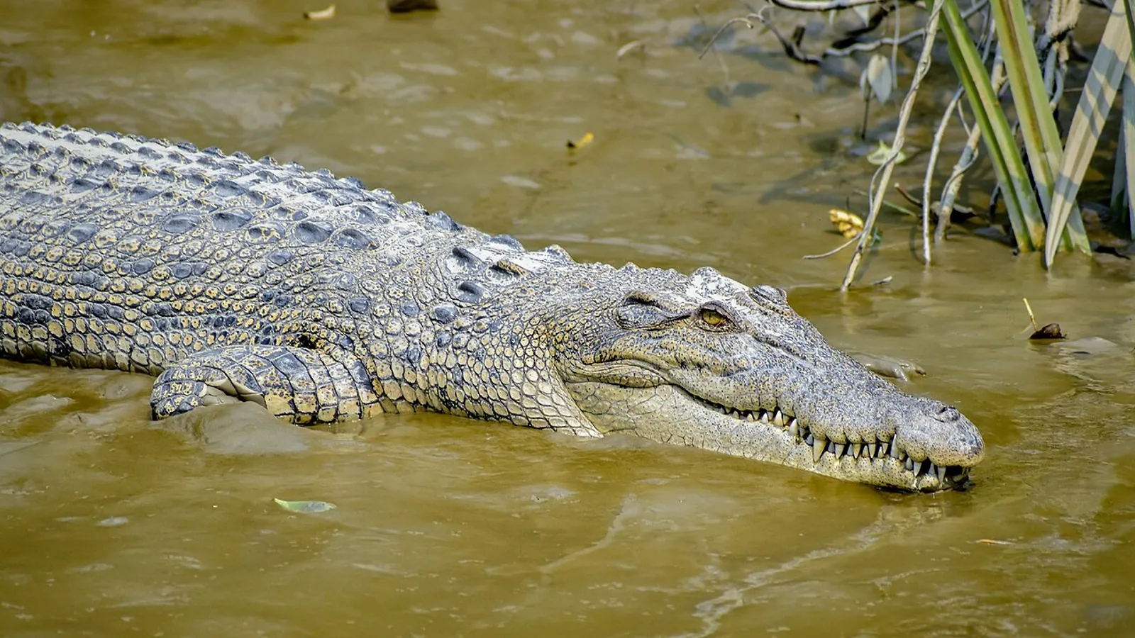 Coccodrillo marino (Crocodylus porosus)