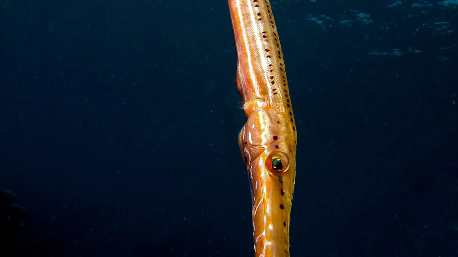 Pesce trombetta (Aulostomus maculatus)