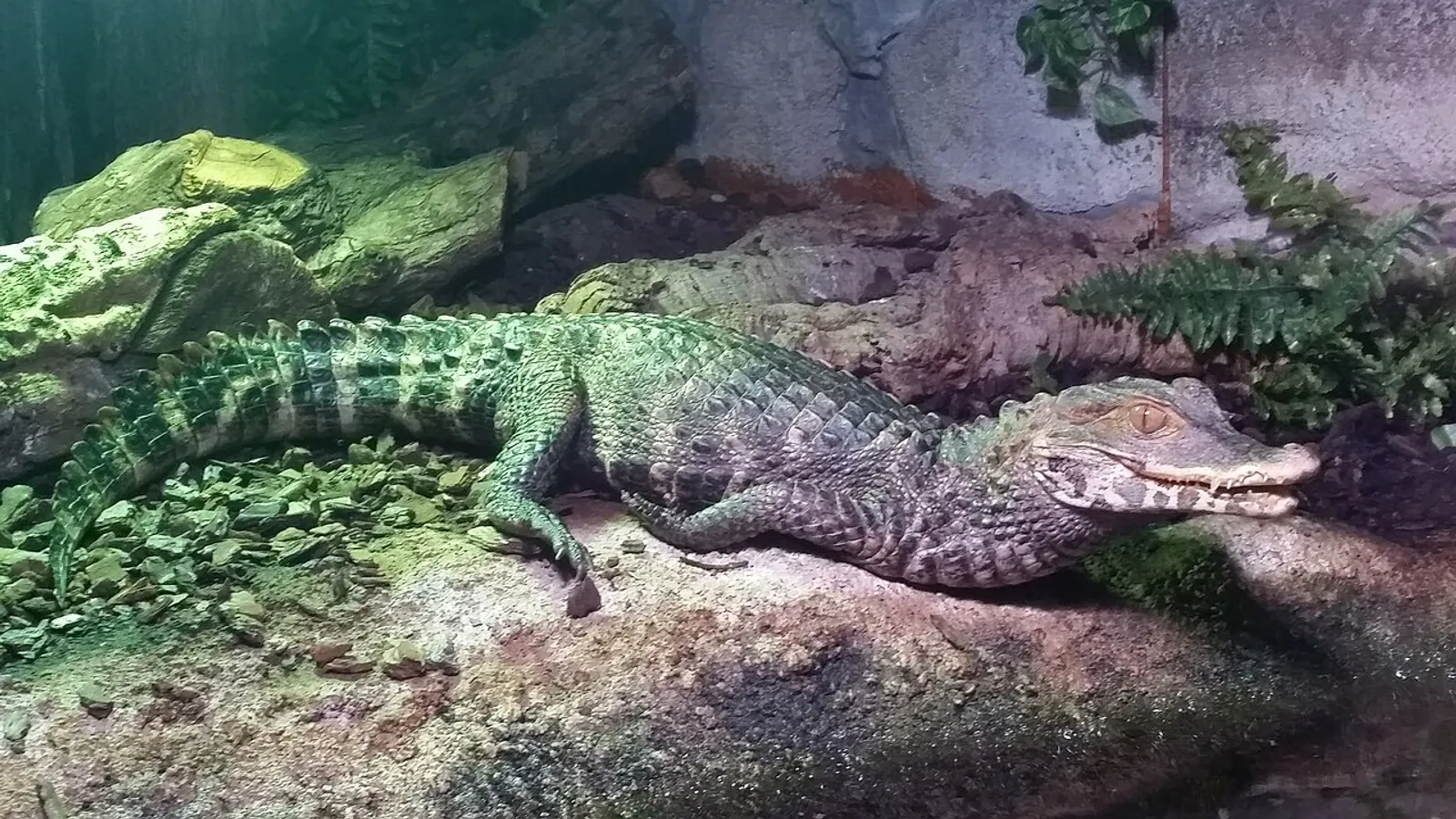 Caimano nano di Cuvier (Paleosuchus palpebrosus)