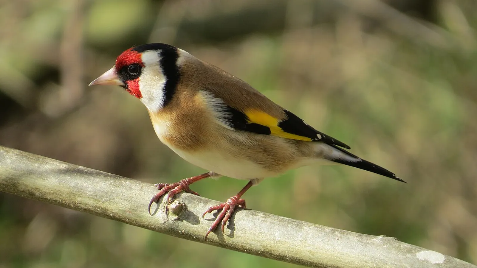 Cardellino (Carduelis carduelis)
