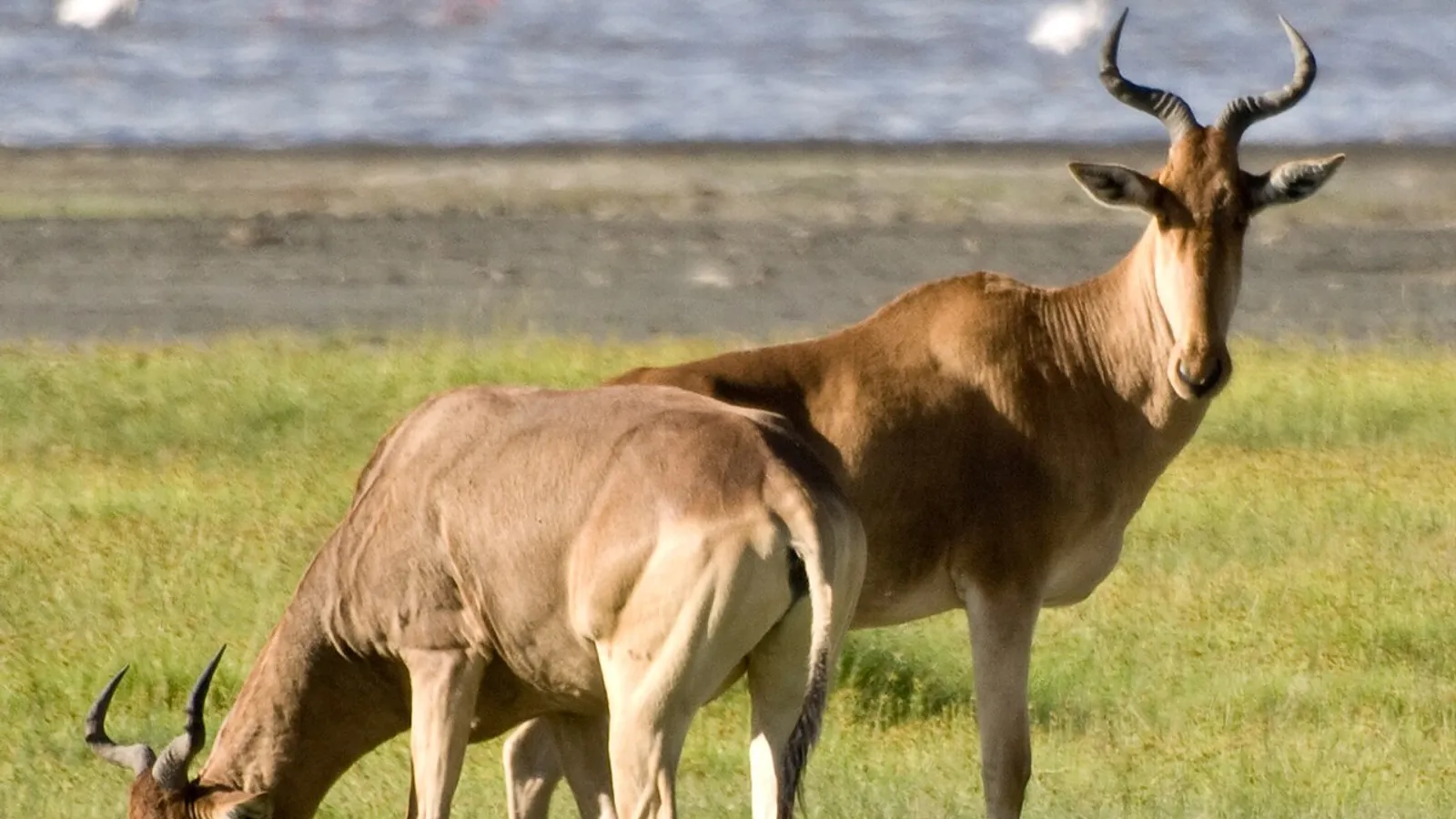 Alcelafo (Alcelaphus buselaphus)
