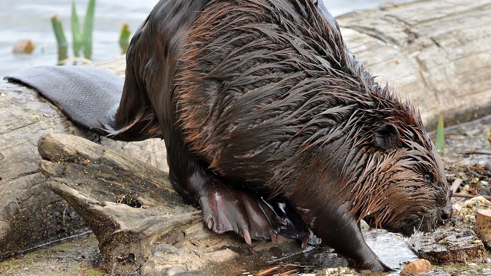 North American beaver (Castor canadensis)