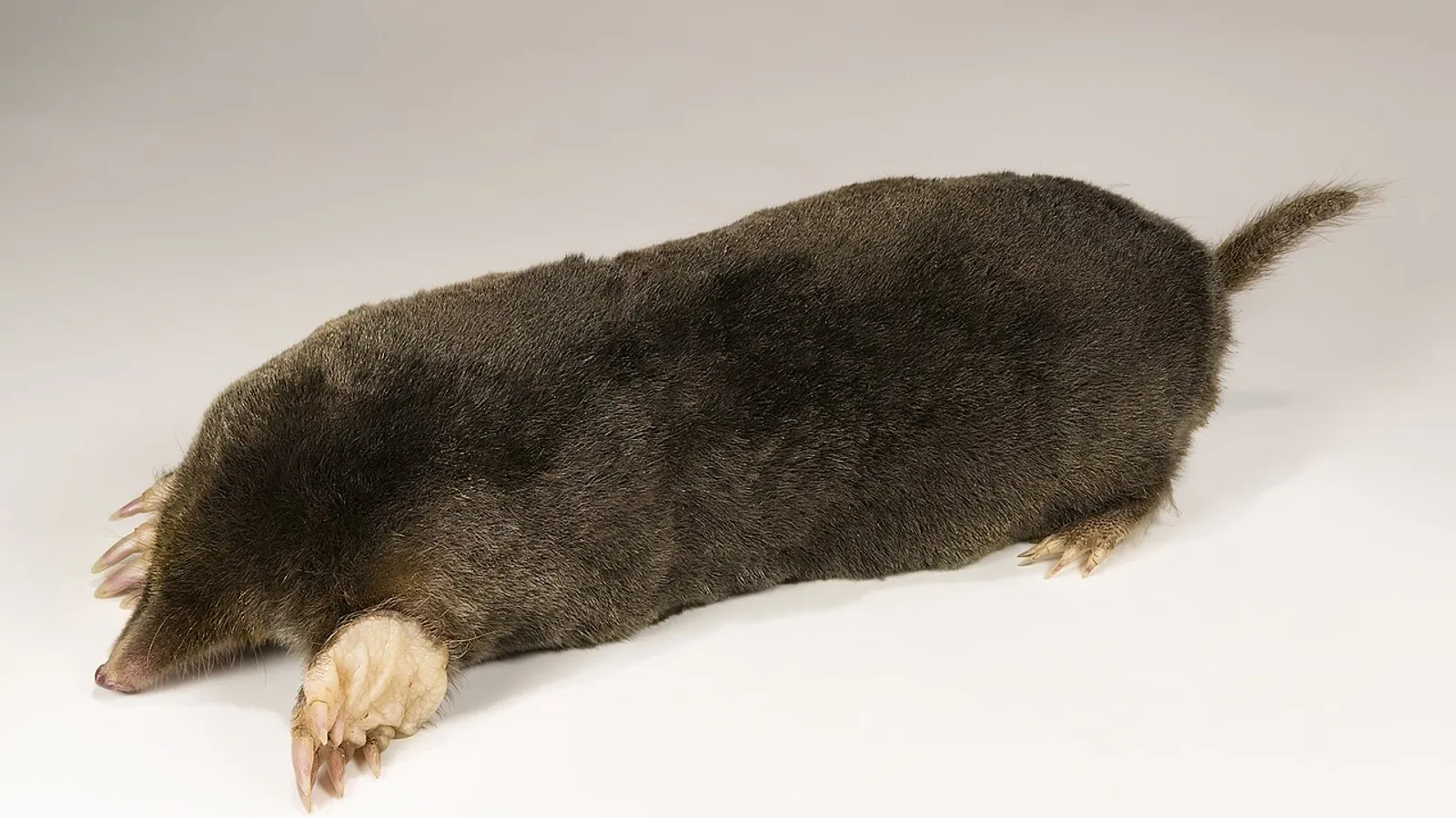 European mole (Talpa europaea)