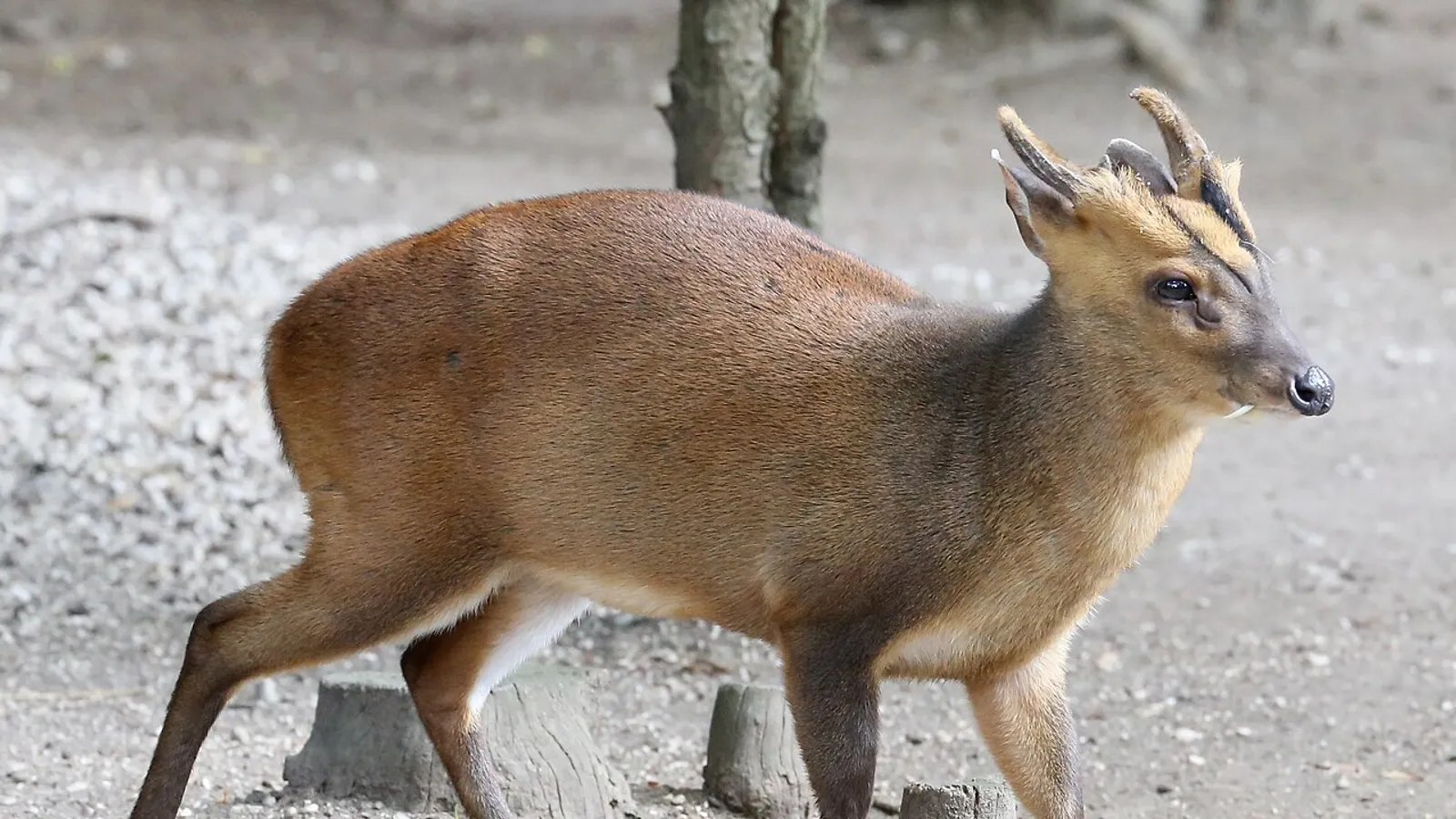 Reeves's muntjac (Muntiacus reevesi)