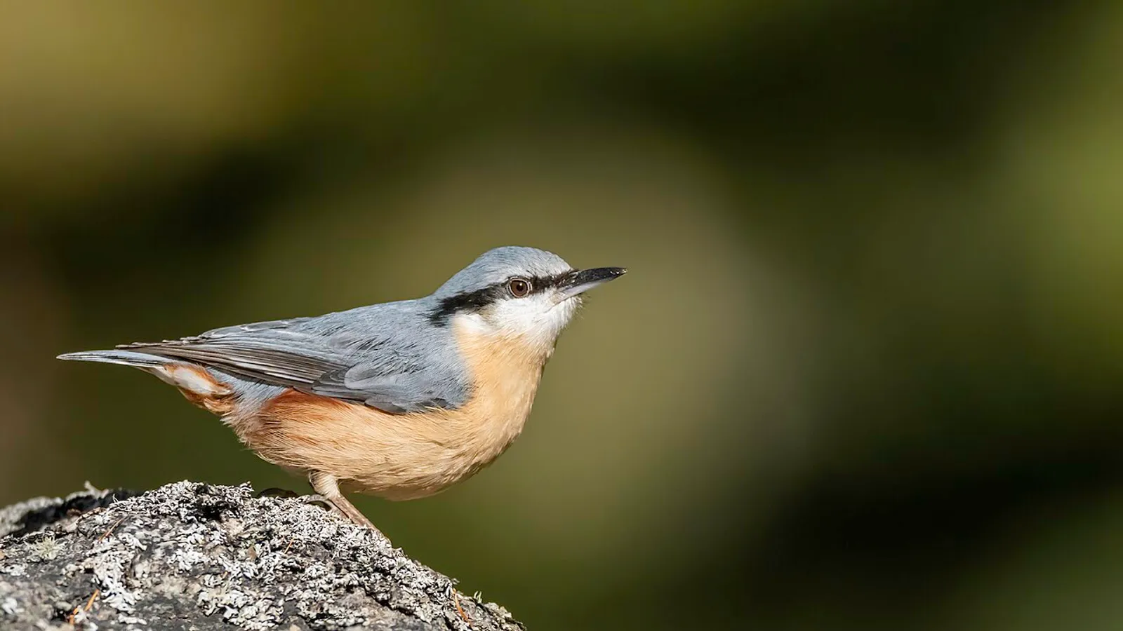 Picchio muratore (Sitta europaea)