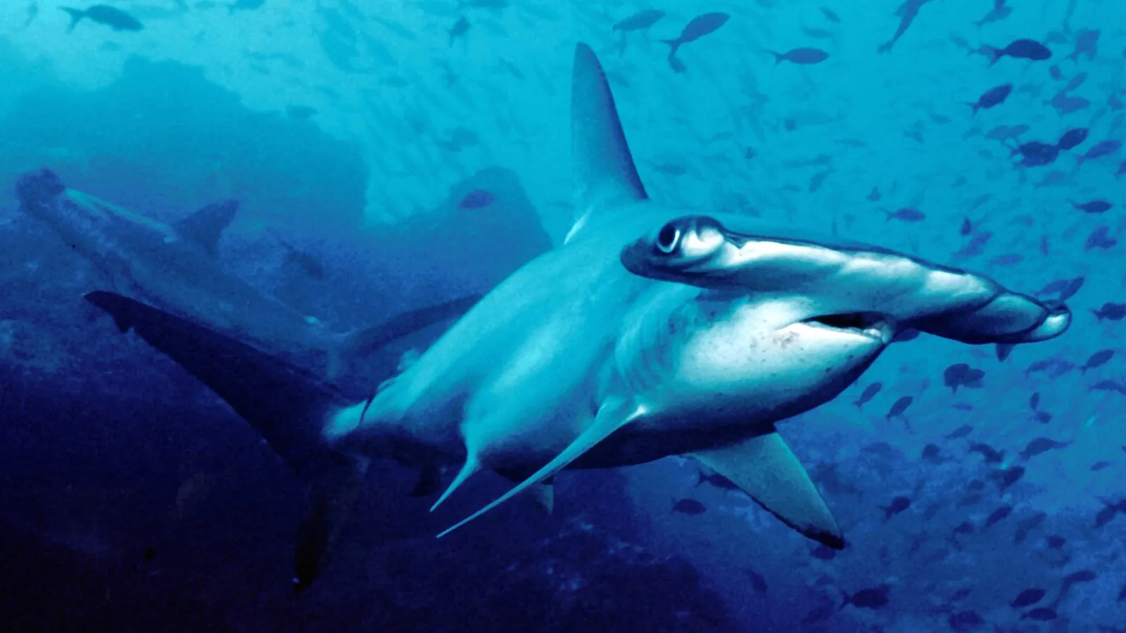 Scalloped hammerhead (Sphyrna lewini)