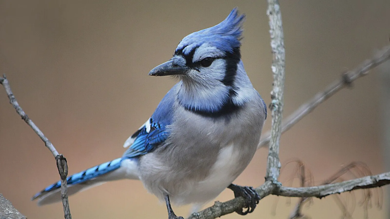 Blue jay (Cyanocitta cristata)