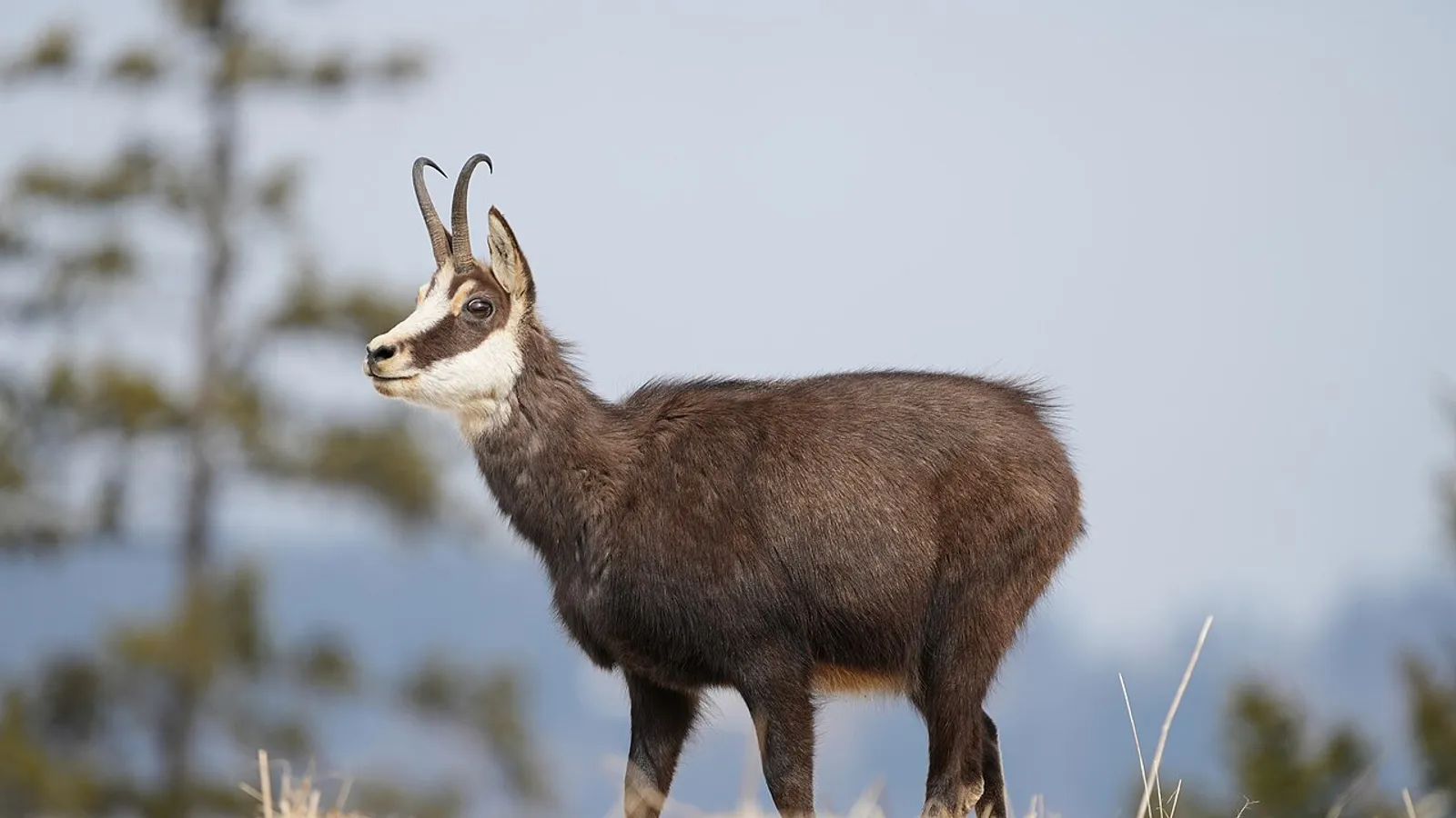 Camoscio alpino (Rupicapra rupicapra)