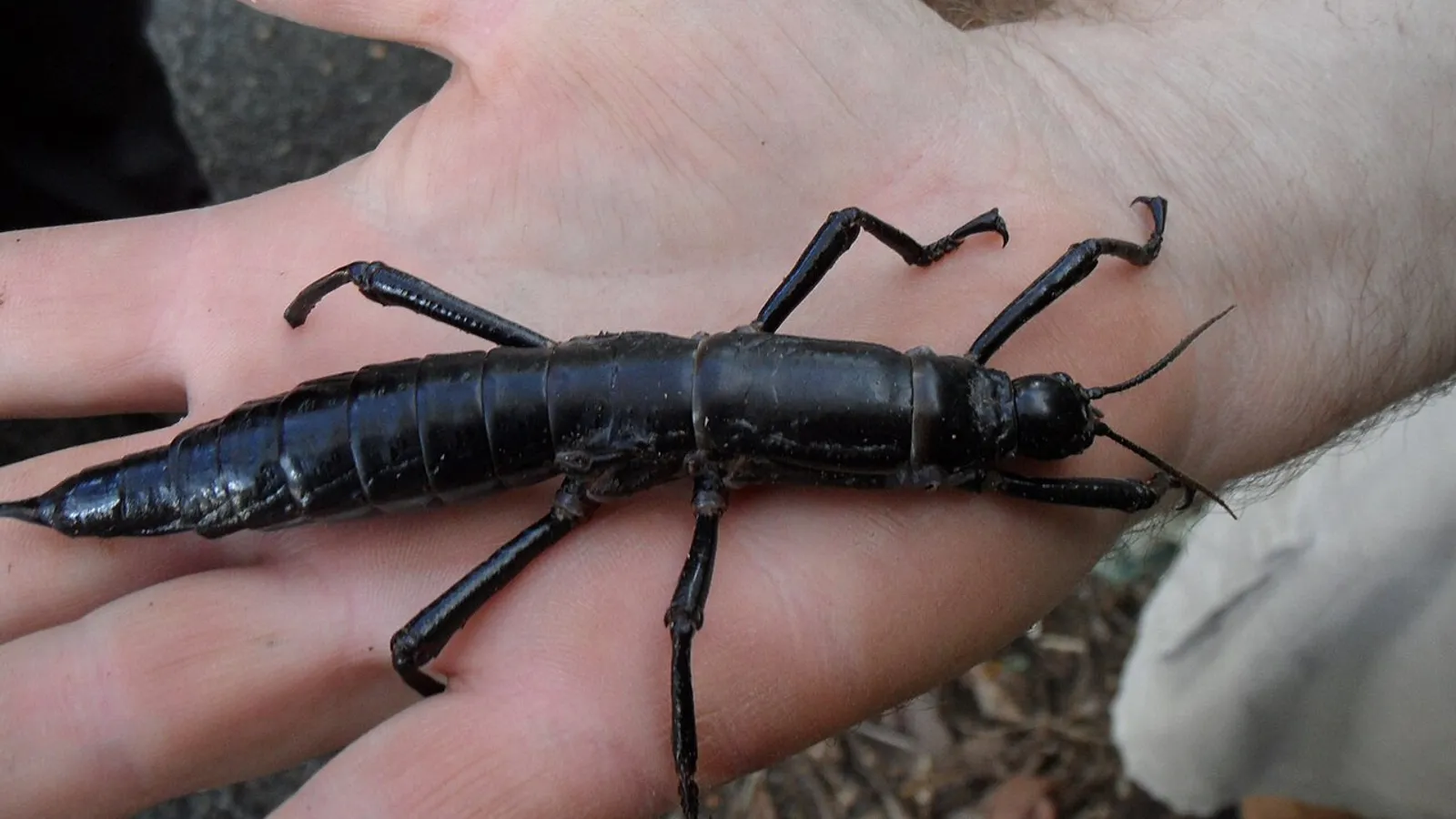 Insetto stecco di Lord Howe (Dryococelus australis)