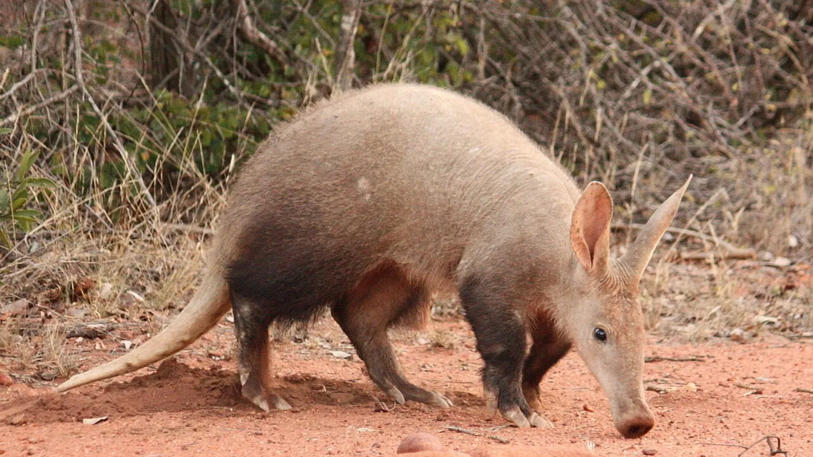 Aardvark (Orycteropus afer)