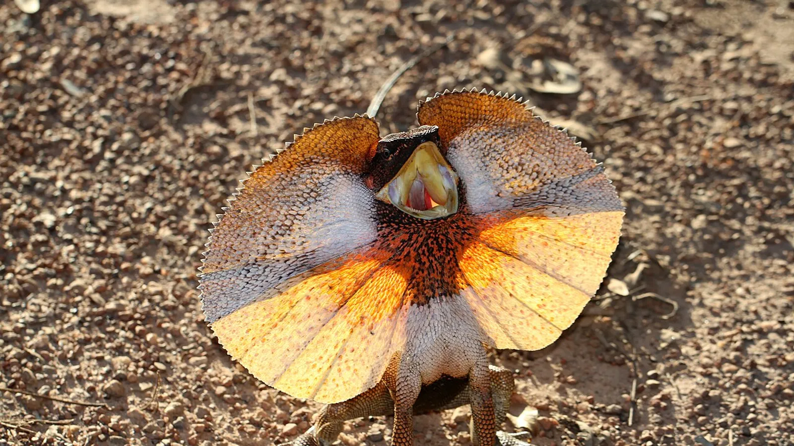 Lucertola clamidosauro (Chlamydosaurus kingii)