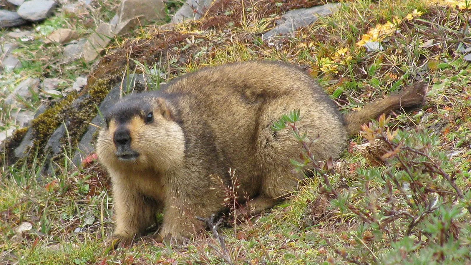 Himalayan marmot (Marmota himalayana)