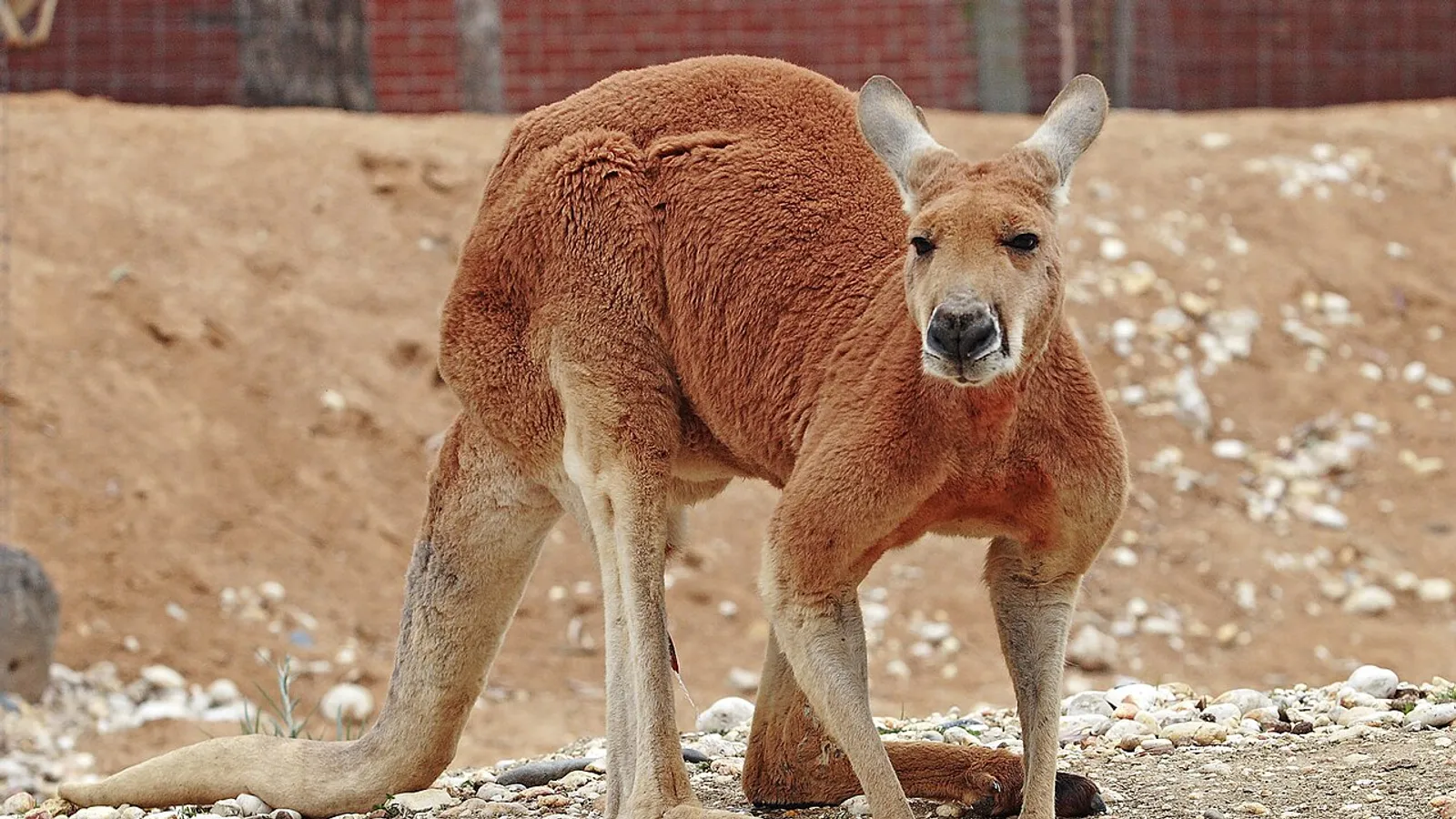 Canguro rosso (Macropus rufus)