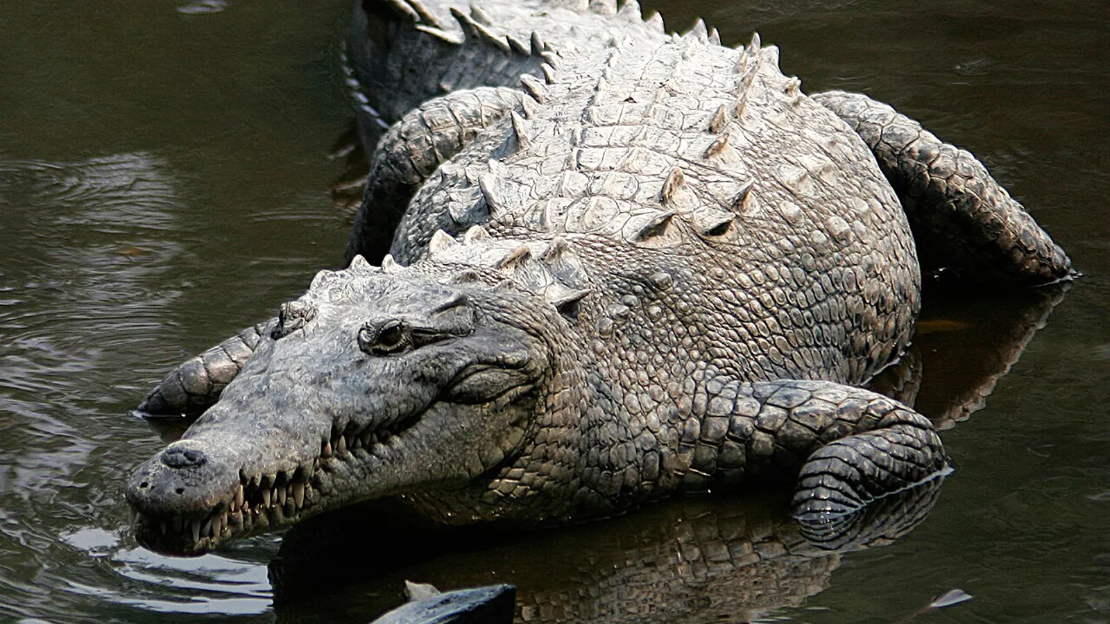 Coccodrillo americano (Crocodylus acutus)