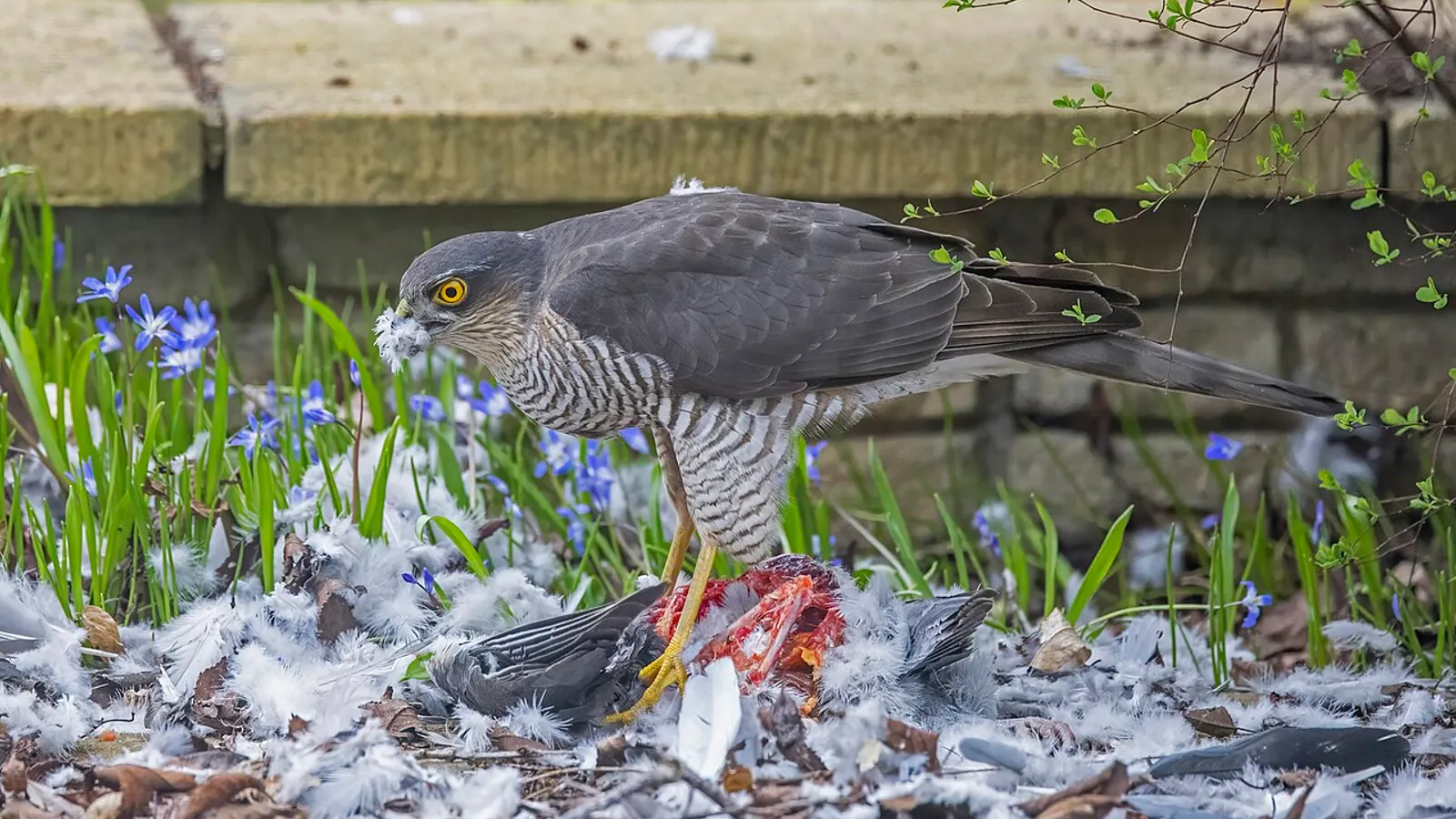 Sparviere (Accipiter nisus)