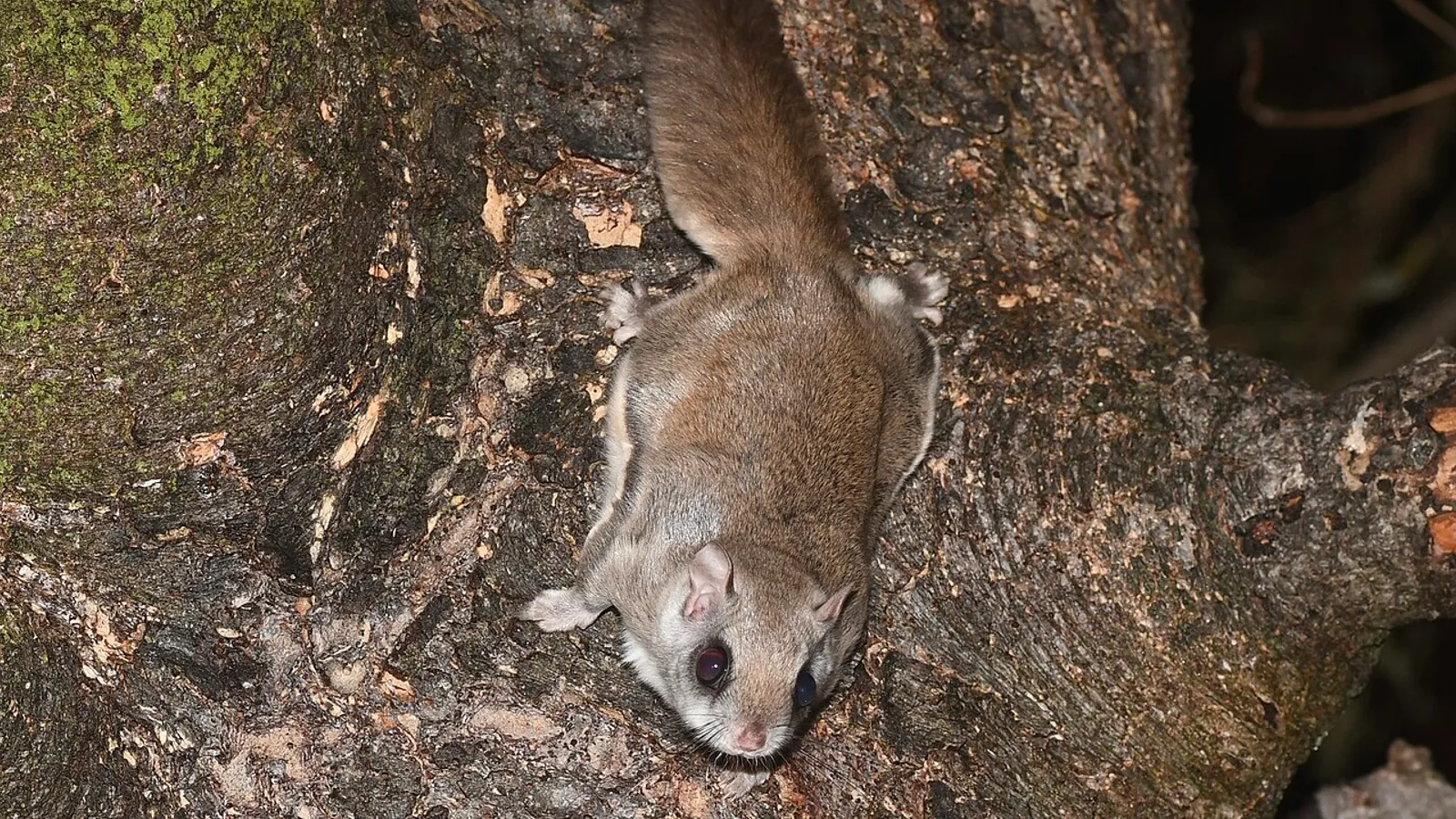 Scoiattolo volante settentrionale (Glaucomys sabrinus)
