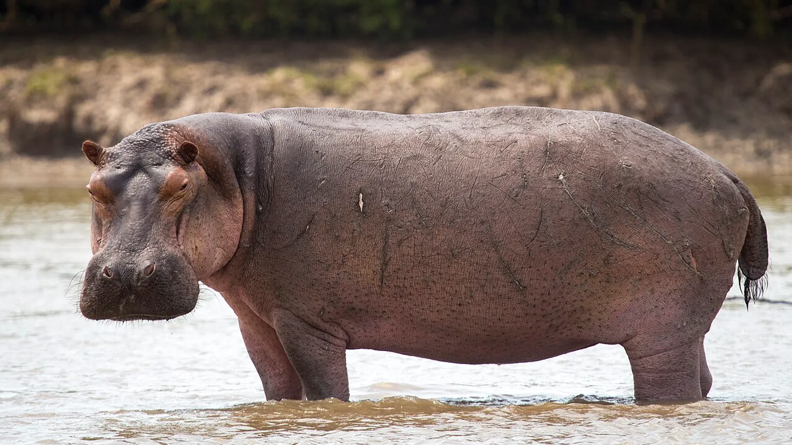 Hippopotamus (Hippopotamus amphibius)