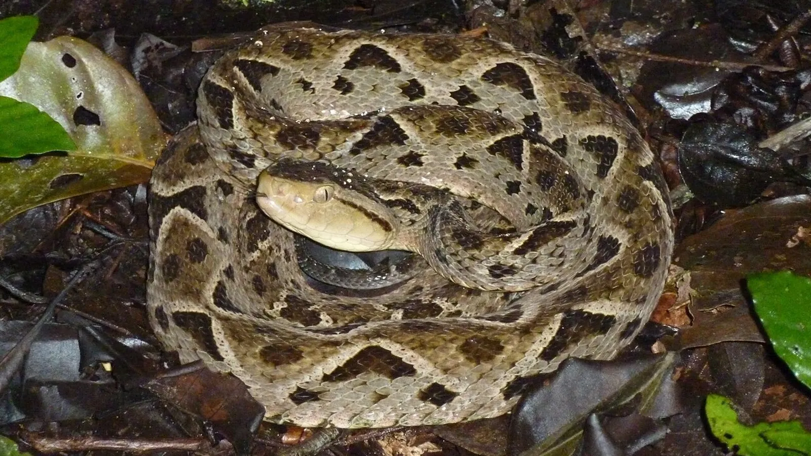 Terciopelo (Bothrops asper)