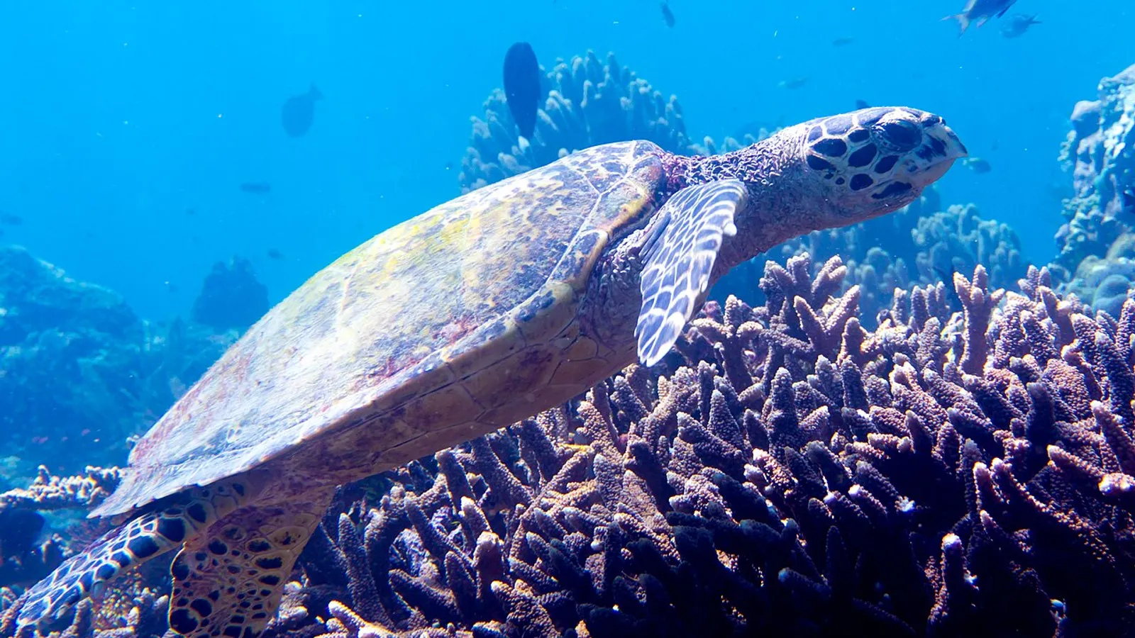 Tartaruga embricata (Eretmochelys imbricata)