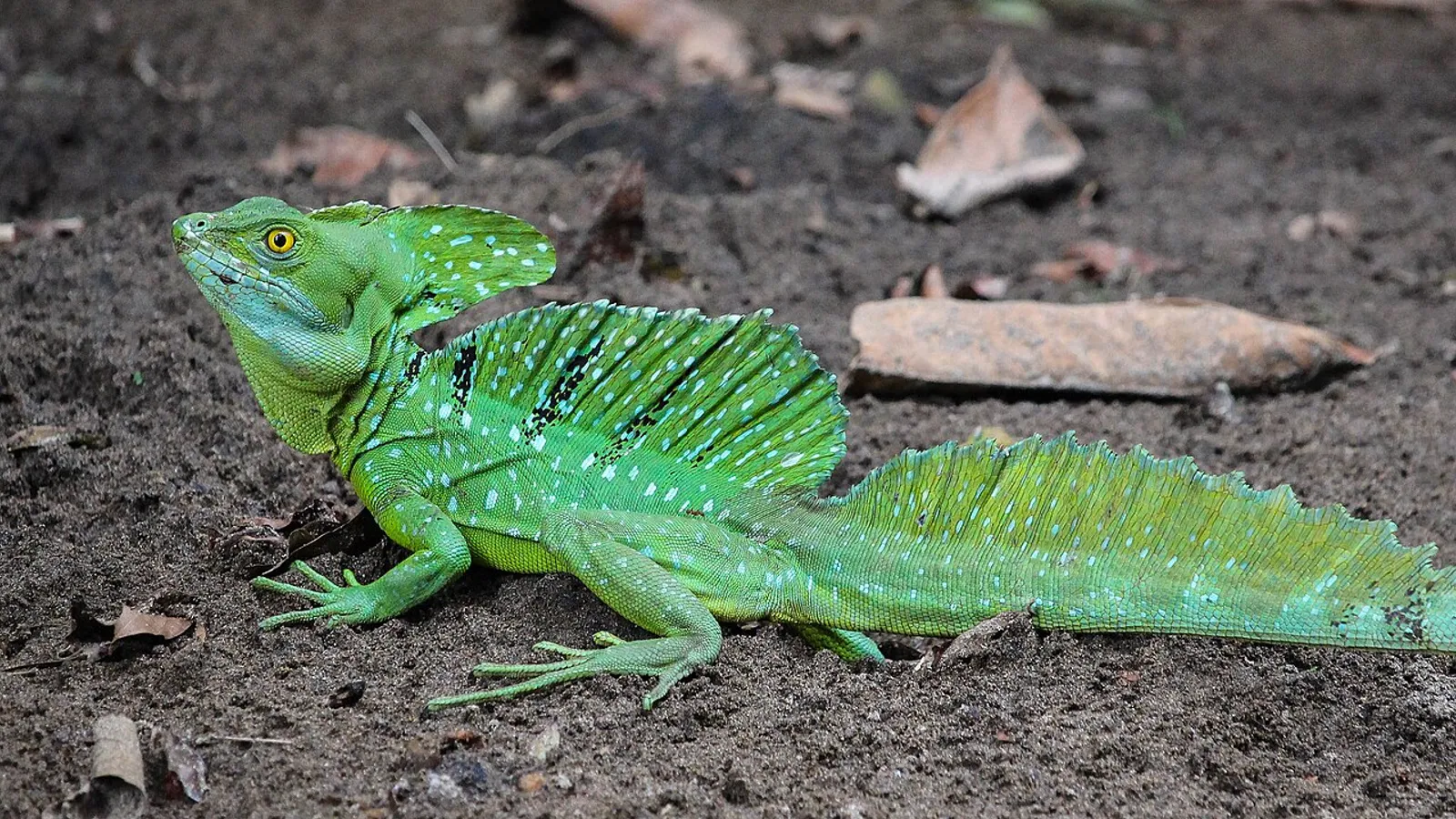 Basilisco verde (Basiliscus plumifrons)