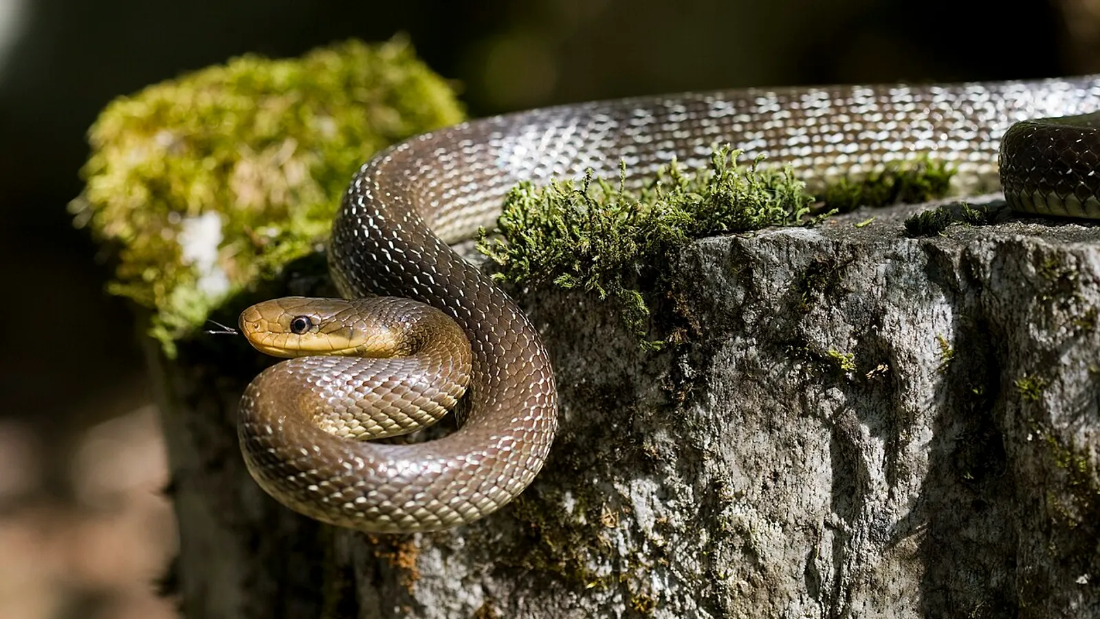 Colubro di Esculapio (Zamenis longissimus)