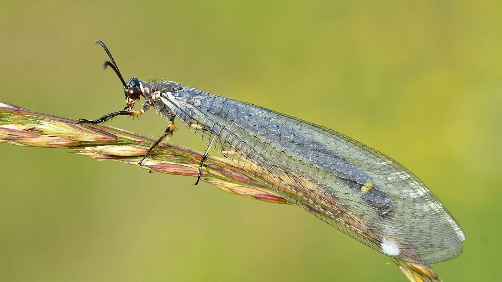 Antlion (Myrmeleon formicarius)