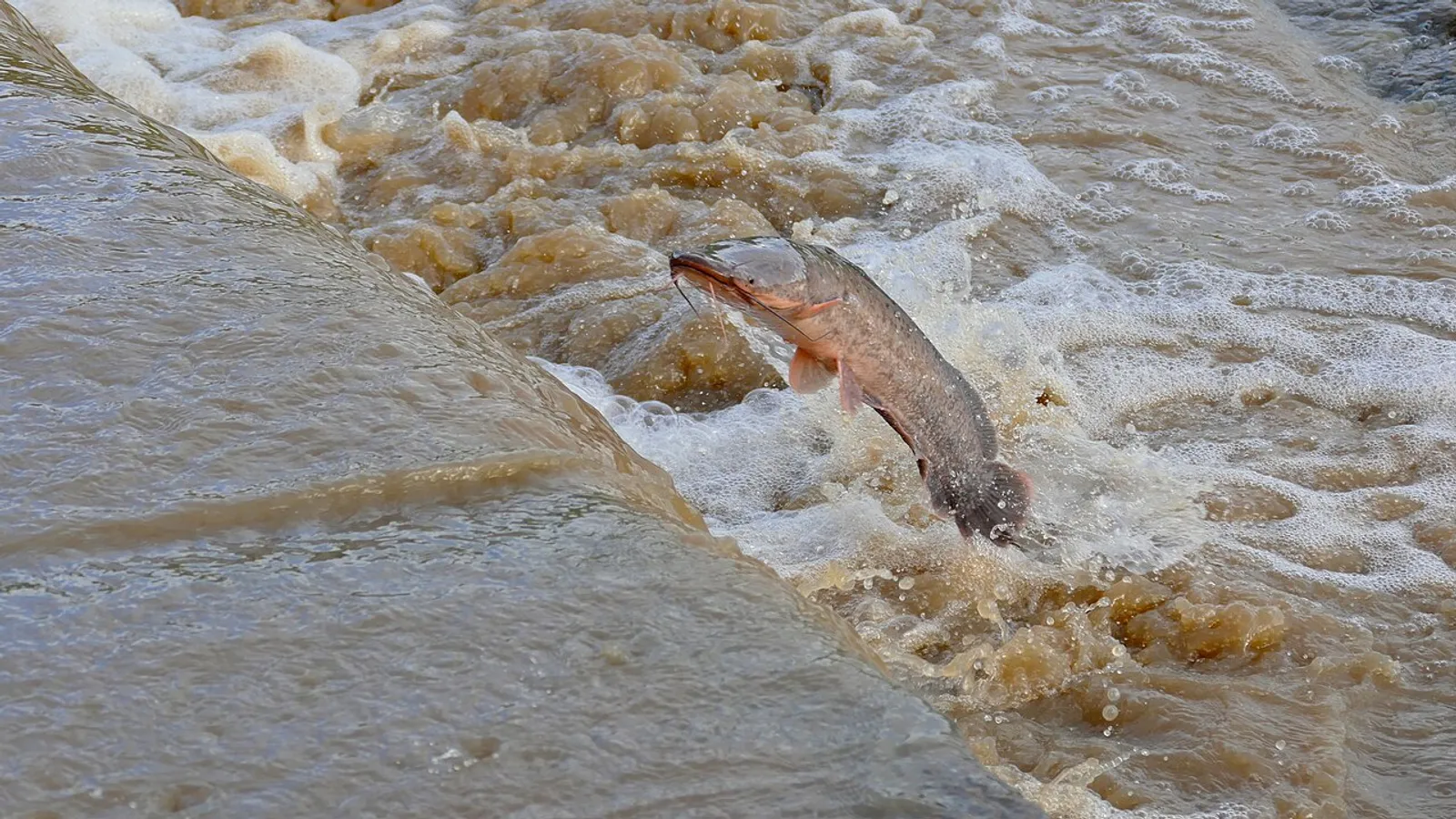 Pesce gatto africano (Clarias gariepinus)