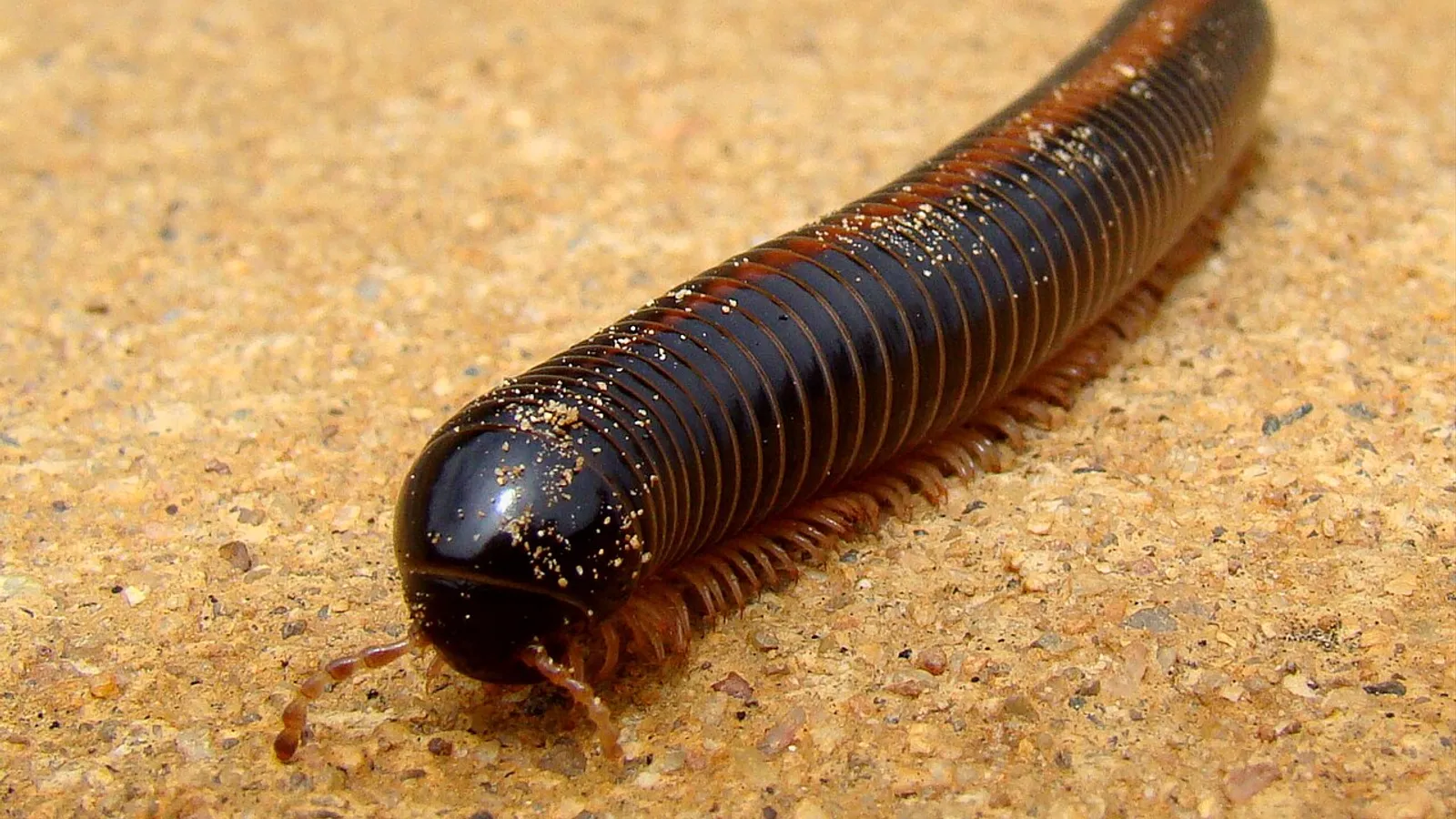 Millepiedi gigante africano (Archispirostreptus gigas)