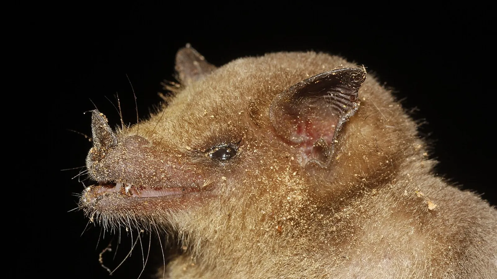 Pipistrello del nettare messicano (Leptonycteris yerbabuenae)