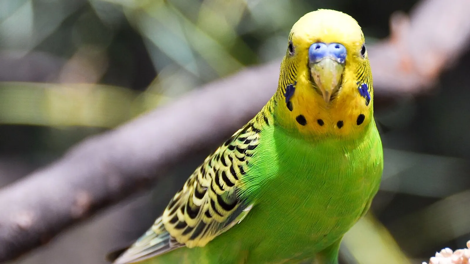 Budgerigar (Melopsittacus undulatus)
