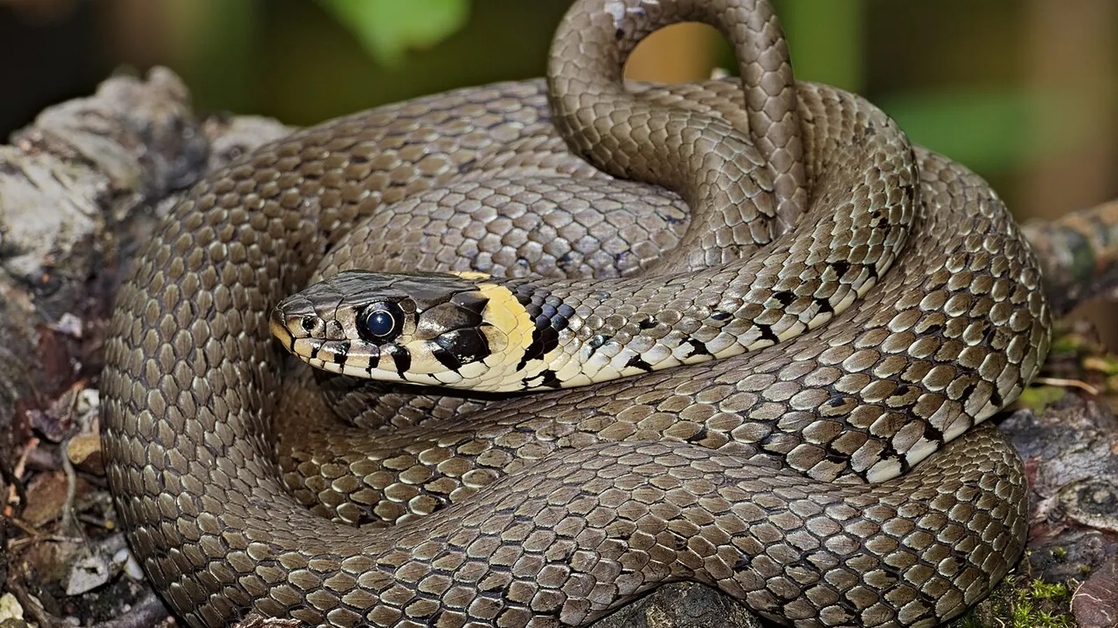 Biscia dal collare (Natrix natrix)
