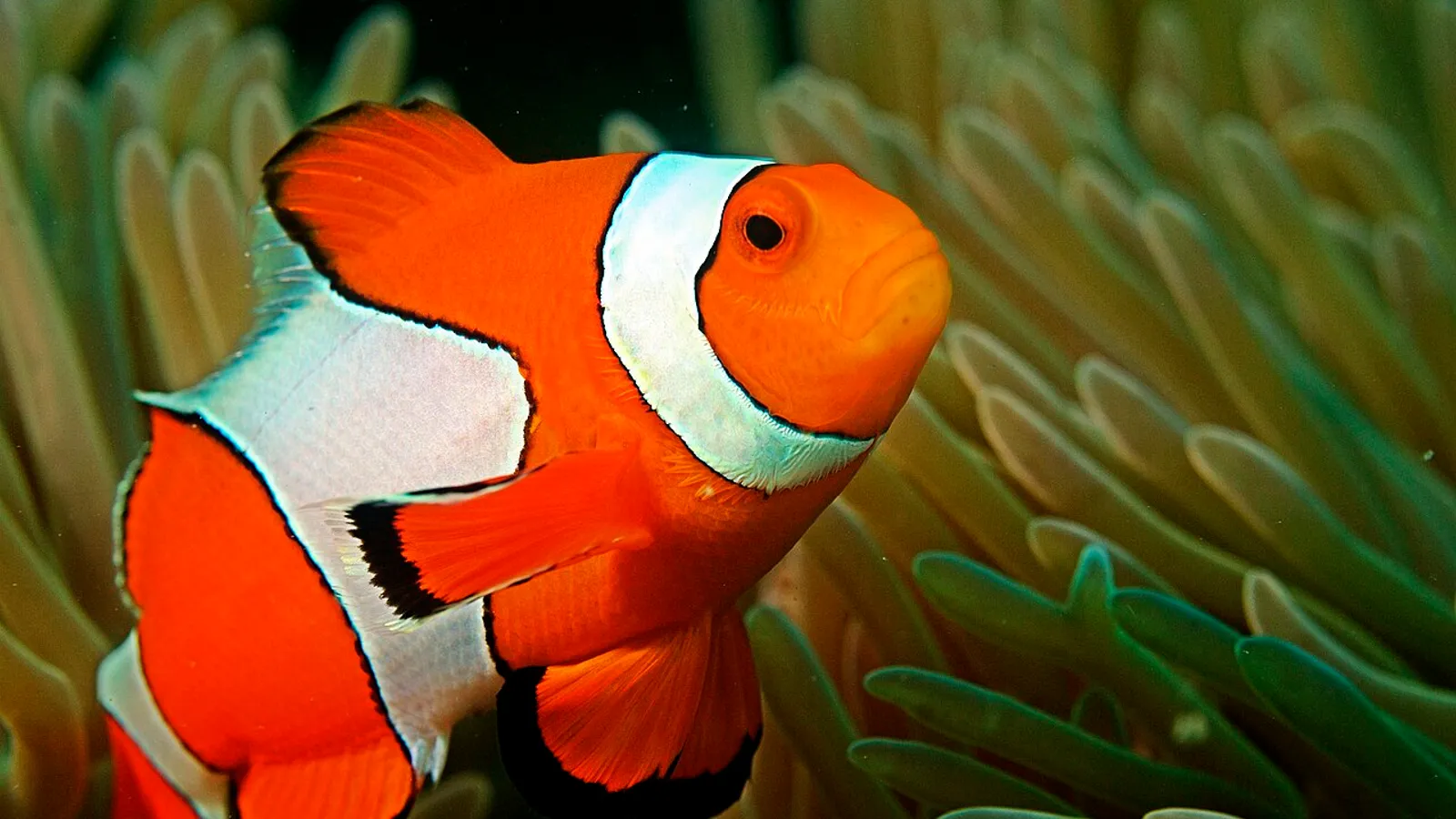 Pesce pagliaccio (Amphiprion ocellaris)