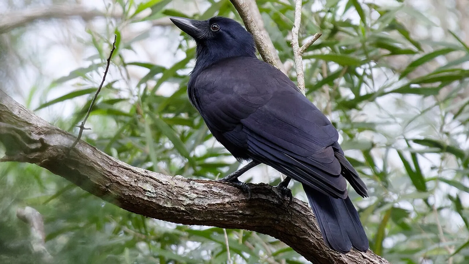 Corvo della Nuova Caledonia (Corvus moneduloides)