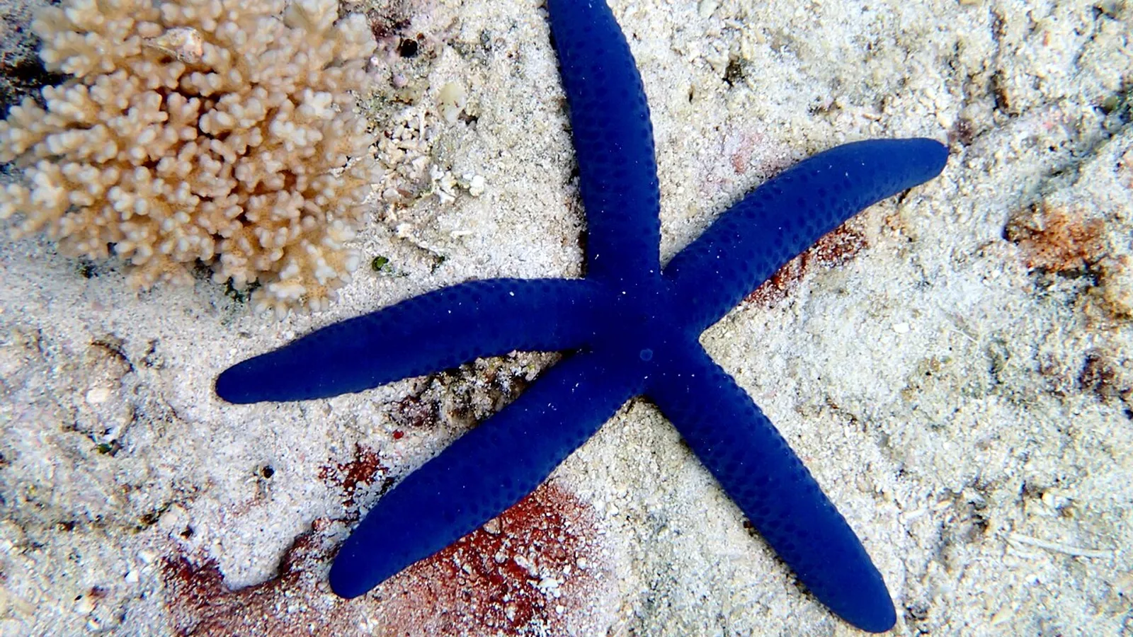 Stella marina blu (Linckia laevigata)