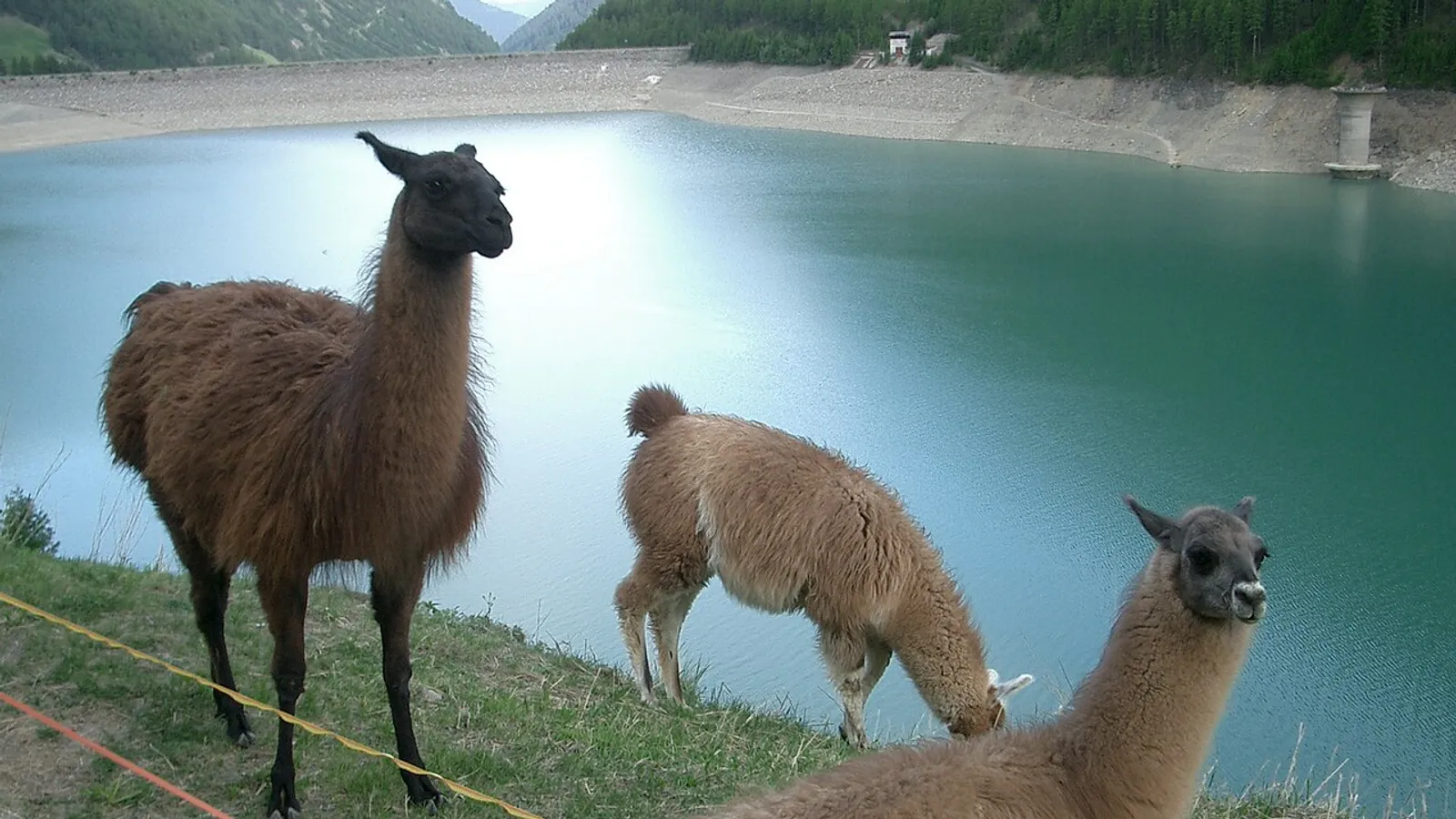 Lama (Lama glama)