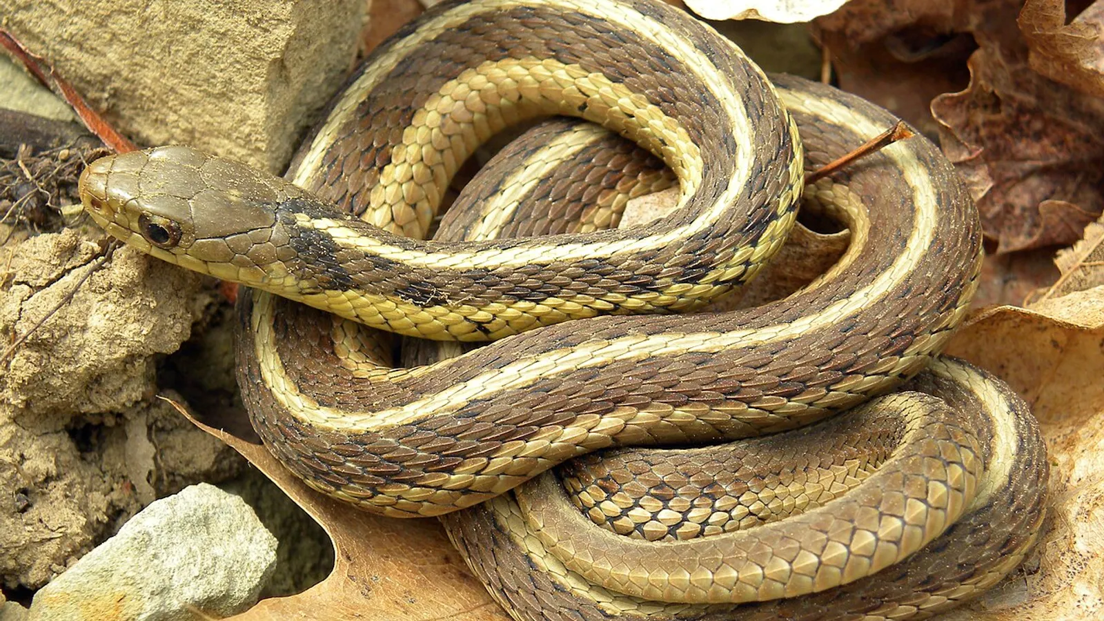 Common garter snake (Thamnophis sirtalis)