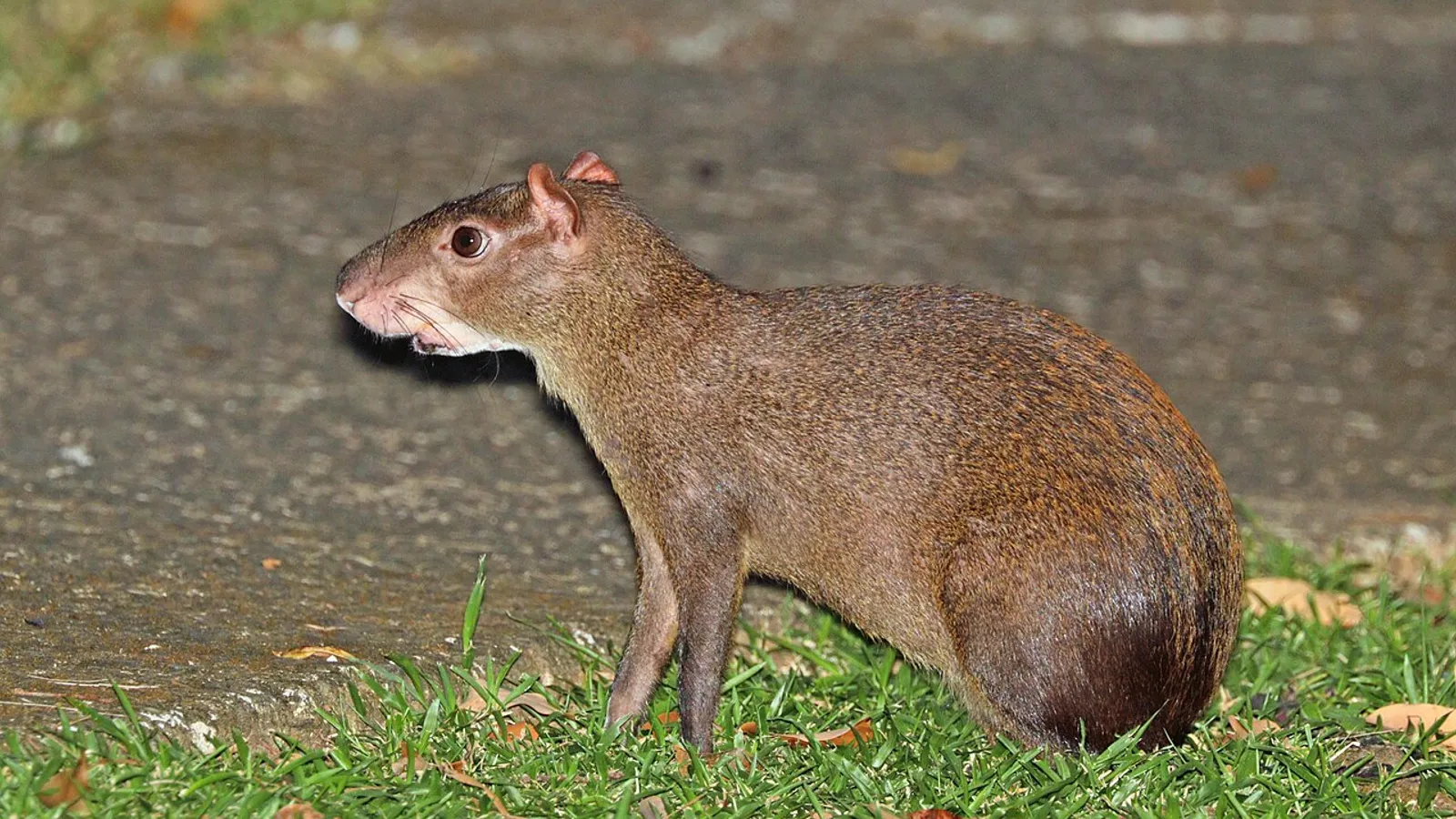 Agouti centroamericano (Dasyprocta punctata)