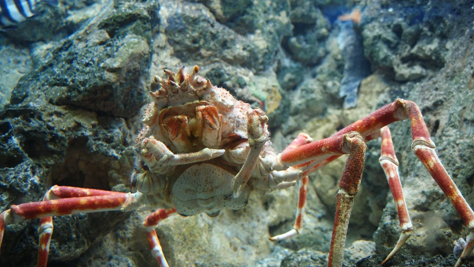 Granchio gigante del Giappone (Macrocheira kaempferi)