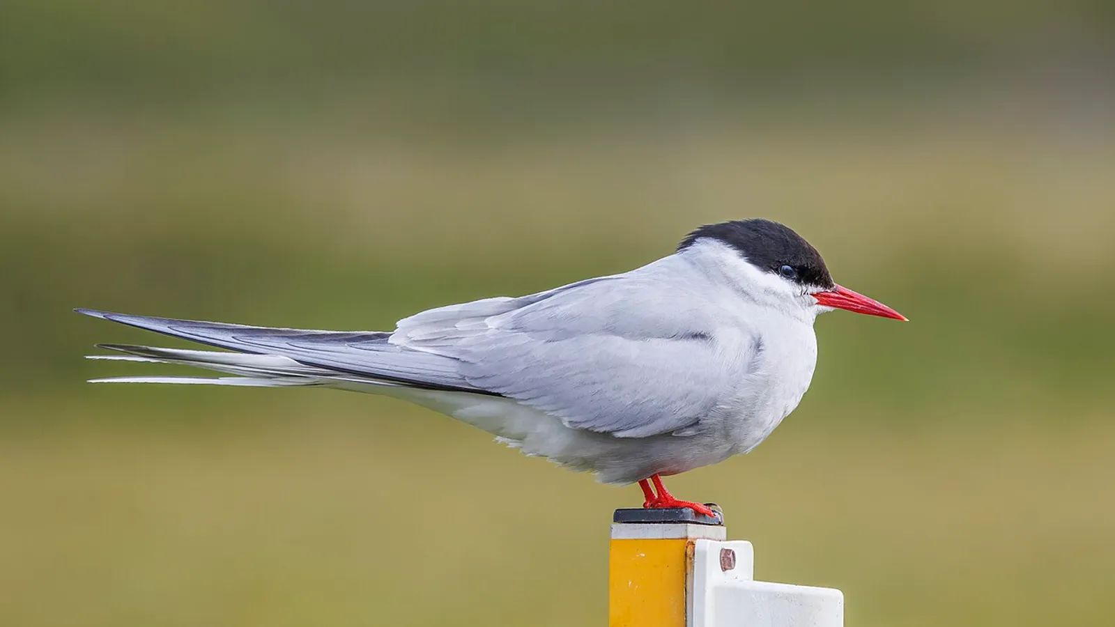 Arctic tern (Sterna paradisaea)