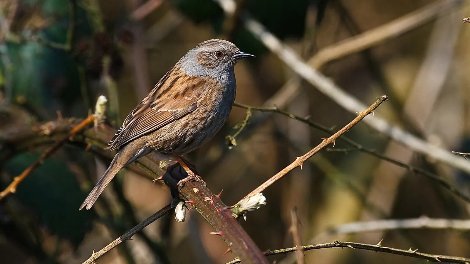 Passera scopaiola (Prunella modularis)