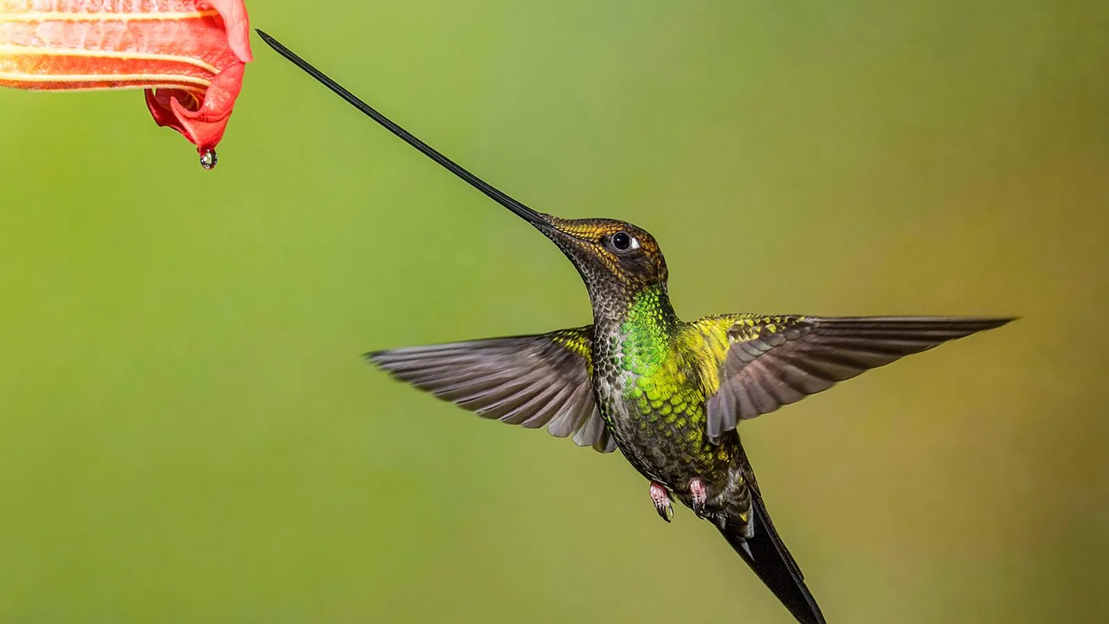 Colibrì beccospada (Ensifera ensifera)