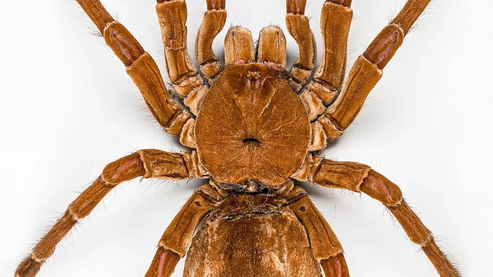 Tarantola golia (Theraphosa blondi)