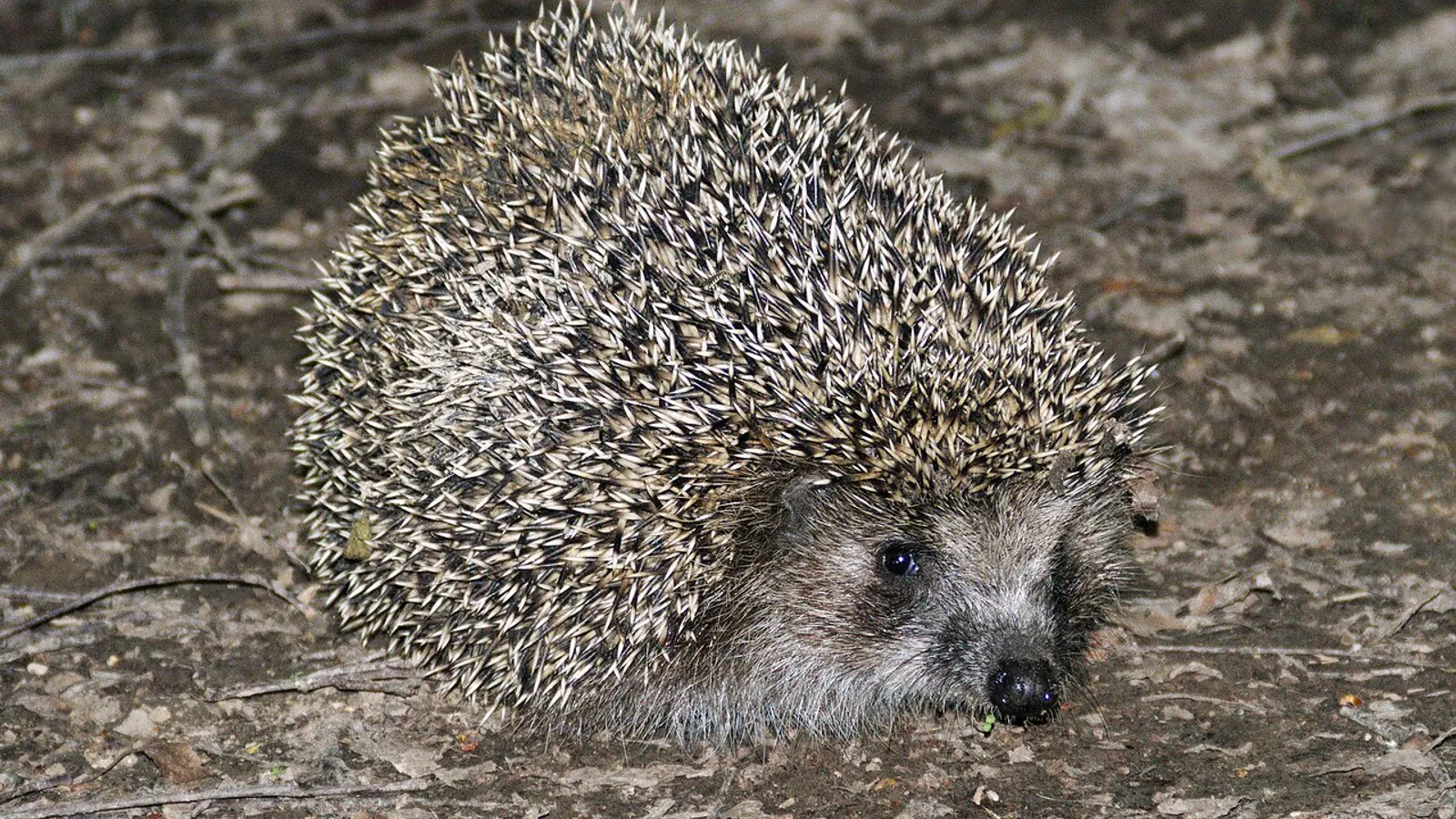 Riccio europeo (Erinaceus europaeus)