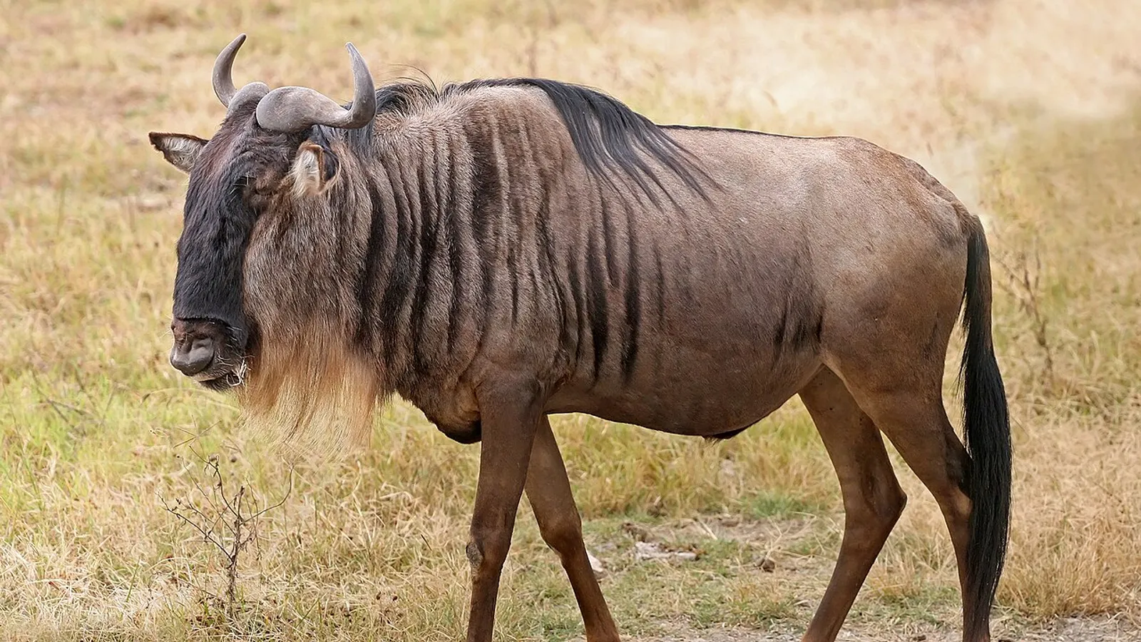 Blue wildebeest (Connochaetes taurinus)
