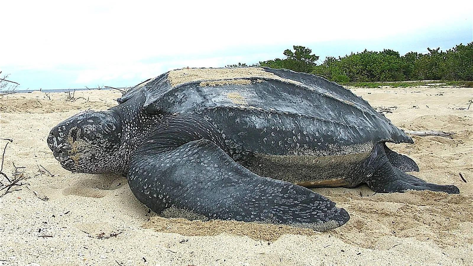 Tartaruga liuto (Dermochelys coriacea)